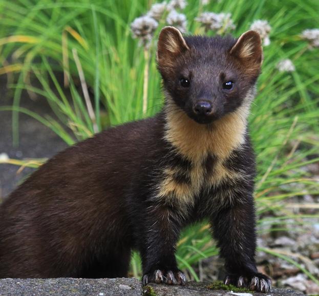 Pine marten